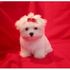 Lil' Maltese Pups Available !!!