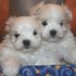 We now have puppies available for adoption