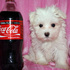 I   have  a Maltese puppy available for you
