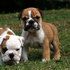atraentes do sexo masculino e feminino Inglês bulldog cachorros 