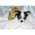 cachorro chihuahua para la venta 
