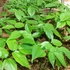 Especies Nativas para Reforestación