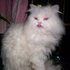 BELLOS GATOS PERSAS - Distrito Capital - Caracas