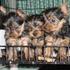 adorable yorkie pups for adoption 