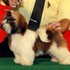 Lindos filhotes de Shih Tzu - Filhotes promissores