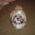 TROCO SHIH-TZU MACHO POR FEMEA DE SCHNAUZER