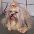 TROCO LHASA APSO POR SCHNAUZER FEMEA