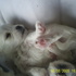 VENTA DE PERRITOS FRENCH-MALTES