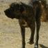 Mastiff