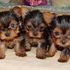 Yorkie_thumb