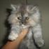 Hembra_silver_2c_thumb