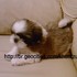 Shih tzu - Tijuca