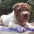 shar pei lindos filhotes 48 88190032