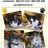 Oferecemos gatinhos bebés