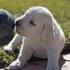  adorable labrador cachorro para adopção