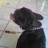 PERRITA BULLDOG FRANCÉS