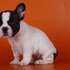 SE VENDEN CACHORROS DE BULLDOG FRANCES