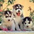 lindo y adorable HUSKY cachorros en venta