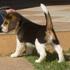Beagles filhotes