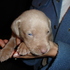 5 Cachorritas Weimaraner de padre hijo de campeones USA