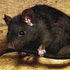 ratos / DEDETIZAR EM SP 24HS 2812-5206