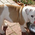 out standing english bulldogs for adoption