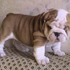 Bull_thumb