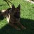 PASTORES ALEMÃES  VALL DU PAÇO - Animais de estimação - Aveiro - Açores