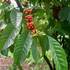 Cafe-organico-colombia_thumb
