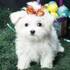 Two maltese puppies for free adoption to any lovely home 