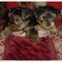 adorable yukies puppies for fee adoption