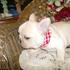 dulces cachorros bulldog francés - Mascotas - Palma de Mallorca - Todo
