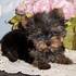 Cute adorável E Lovely Yorkie Puppies para adopção. - Animais de estimação - Aveiro - Açores