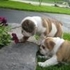 bull cachorros para adopção 