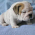 Cute and Beautiful English Bulldog Puppies for adoption.