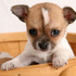 Adorable Chihuahua cachorros listos para ir