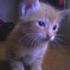 Gatito_thumb