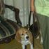Doy en ADOPCION a mi Beagle, a persona que lo cuide y le de AMOR - Valle del Cauca - Cali