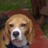 Doy en ADOPCION a mi Beagle, a persona que lo cuide y le de AMOR - Valle del Cauca - Cali