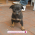 Pinscher1_thumb