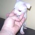 Cute chihuahua para adoção - Animais de estimação - Aveiro - Açores