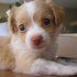 Cute chihuahua para adoção - Animais de estimação - Aveiro - Açores