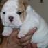 Top Quality Male And Female English Bulldog Puppies For Rehoming.