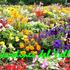 Jdv_thumb