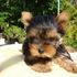 Perrito encantador del terrier de Yorkshire para la adopción