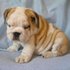 CHACHORROS BULLDOG INGLESE