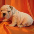 Super bonitinho Inglês bulldog cachorrinho
