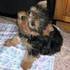 i have two loving Yorkie puppies to give out for adoption