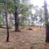 Limpeza Florestal