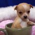 Chihuahua Cachorros Disponível